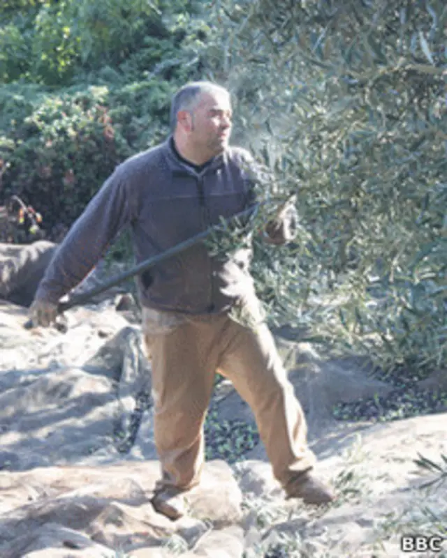 Мужчина собирает оливки