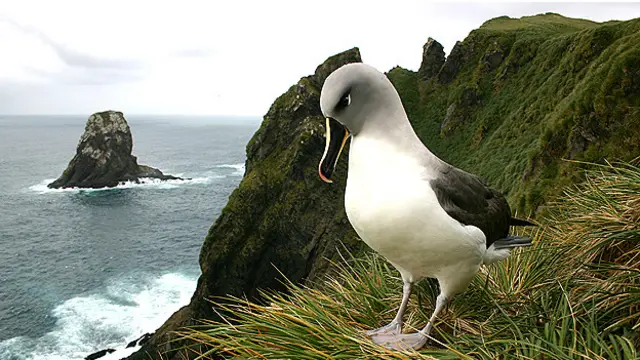 Albatros de cabeza gris Foto Tony Martin