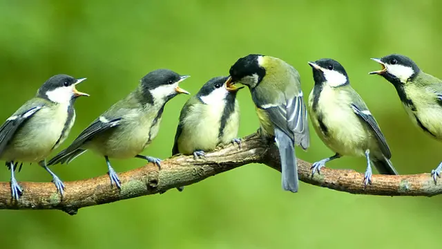 Carbonero común alimentando a sus crías Foto: gentileza Instituto de Ecología de Holanda