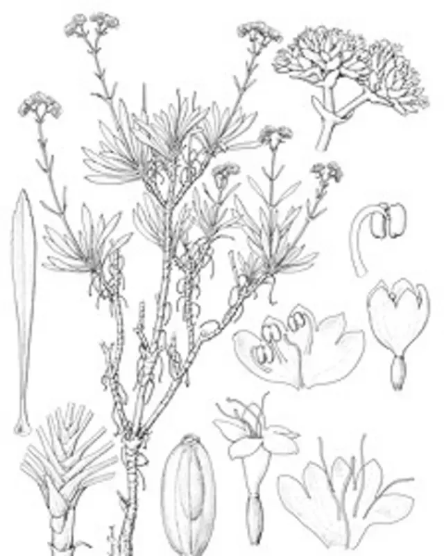 Valeriana neglecta Ilustración Lucy Smith