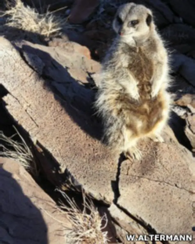 Вулканические породы в ЮАР