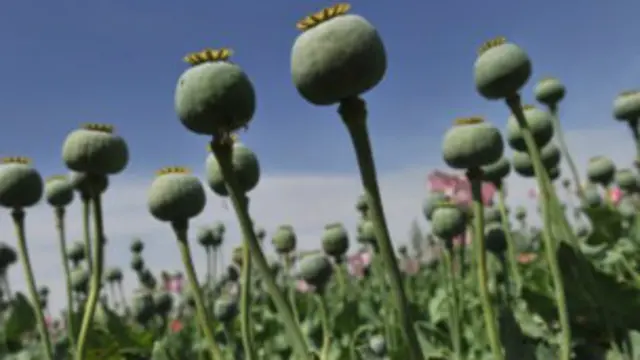 د افغانستان نشه يي توکیو ضد وزارت وايي ددغه پیسو اغېز ځکه لږ و، چې د افغان حکومت په لاس نه دي لګول شوي