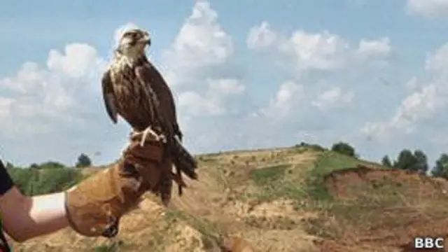 Охотничий сокол