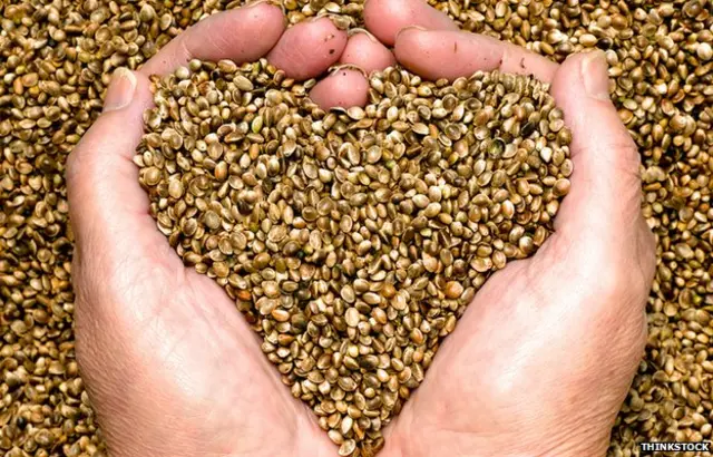 Semillas de cáñamo