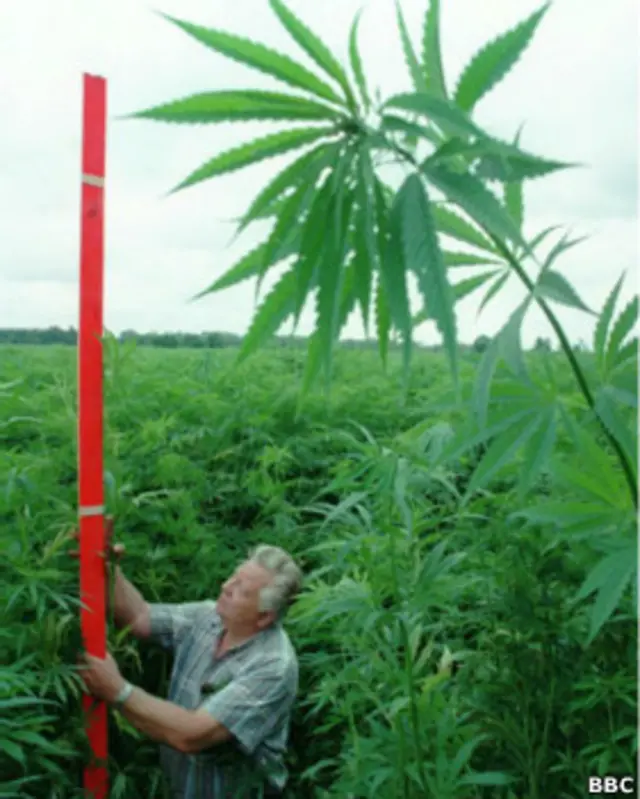 Plantación de cáñamo