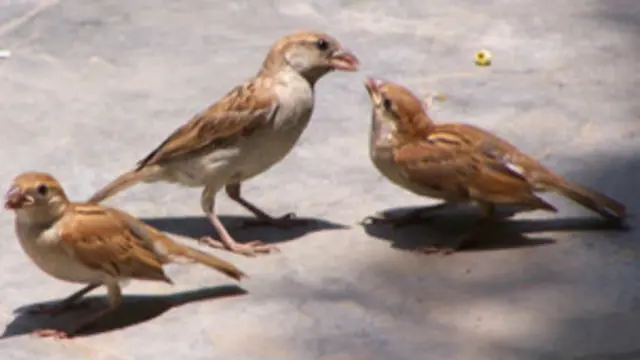 اے ایم ریڈیو سگنل بعض پرندوں کے سمت معلوم کرنے کے اندرونی نظام سے متصادم ہوتے ہیں