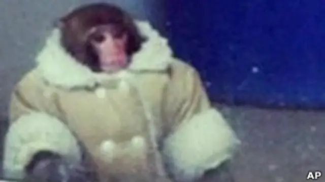 Макак-резус Дарвин