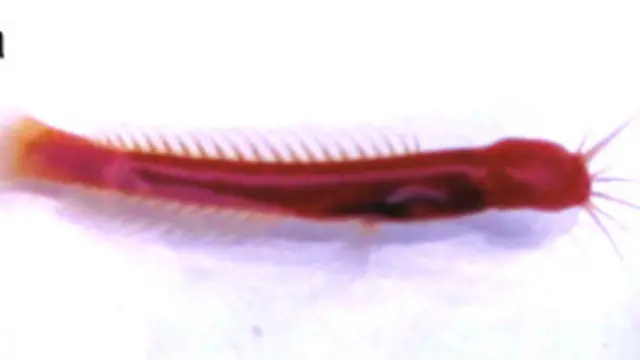 ब्लाइंड कैट फिश