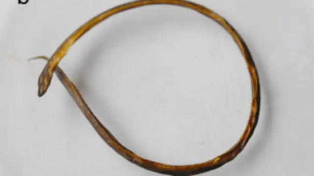 ब्लाइंड कैट फिश