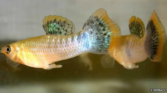 Pescados 