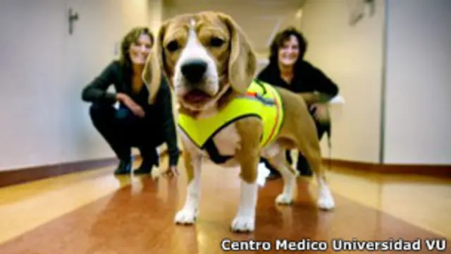 Cliff, el perro médico