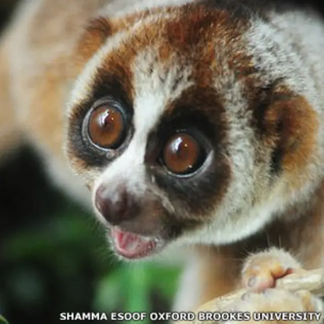 El nuevo primate Nycticebus kayan