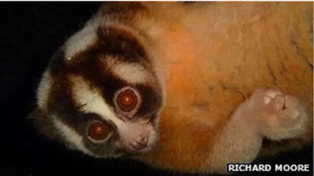 La nueva especie de primate