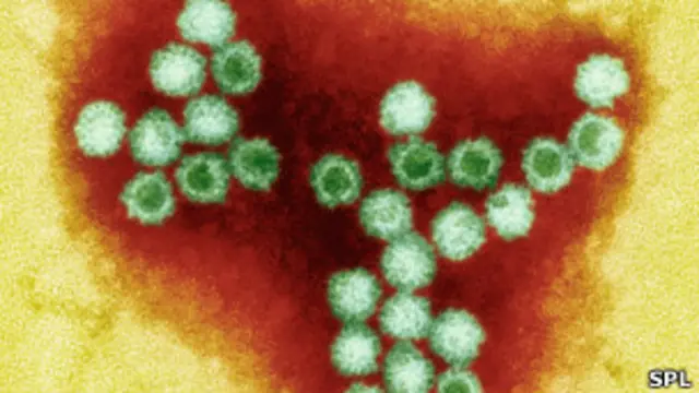 norovirus