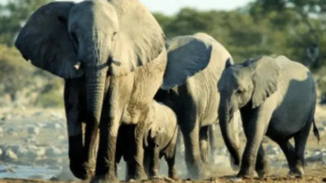 हाथी होते हैं बेहद संवेदनशील.