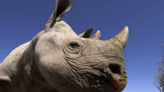 गैंडे होते हैं रोमांटिक!