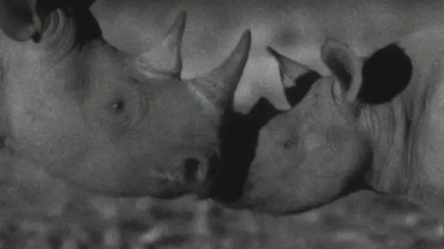 बीबीसी/डिस्कवरी लैंडमार्क डॉक्यूमेंट्री अफ्रीका के कैमरे के सामने रात्रि में प्रेमालाप करते ब्लैक राइनो.
