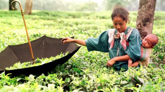 चाय बागान