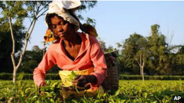 pekerja_perkebunan_teh_india
