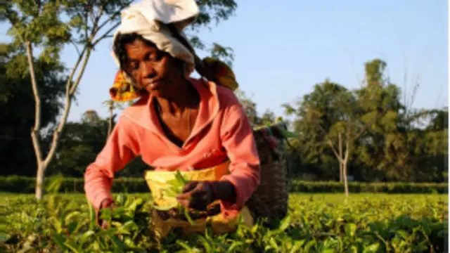 آسام چائے کی پیداوار کے لیے دنیا بھر میں مشہور ہے