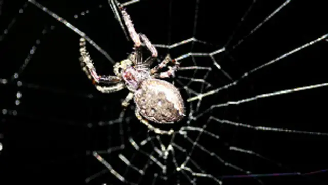 clever spider in the amazon