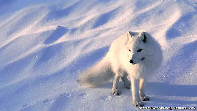 Un zorro blanco sobre la nieve del Ártico canadiense.