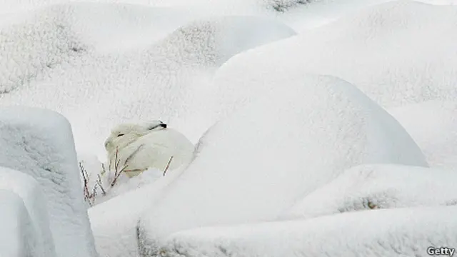 Liebre del ártico en medio de la nieve.