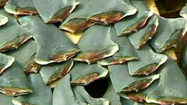 根據聯合國世界糧農組織,人類每年撲殺約1億條鯊魚,主要就是為了獲取魚翅。