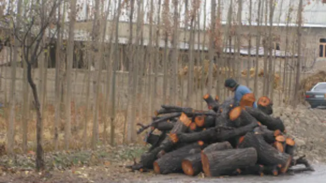 Қиш пайти Ўзбекистон қишлоқларида одамлар мевали дарахтларни ҳам кесиб ёқишмоқда. Сабаби - газ йўқ, бозорда ўтин ё кўмир олиш кўпчилик учун қиммат