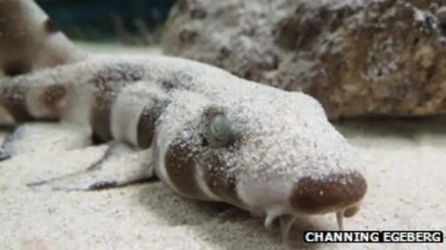 Un joven ejemplar de tiburón puntarroja colilarga de bambú