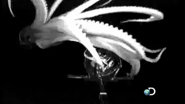 سکویڈ بحری صدفیوں گے گروپ کو بھی کہتے ہیں جن کا بڑا سر اور آنکھیں نمایا کے علاوہ آٹھ بازو ہوتے ہیں