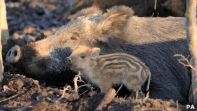 Дикие свиньи