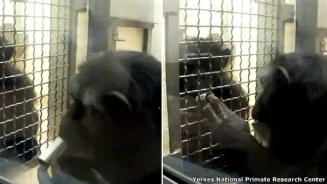 Тесты с шимпанзе