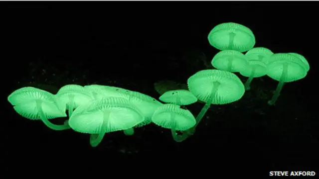 Mycena emite luz