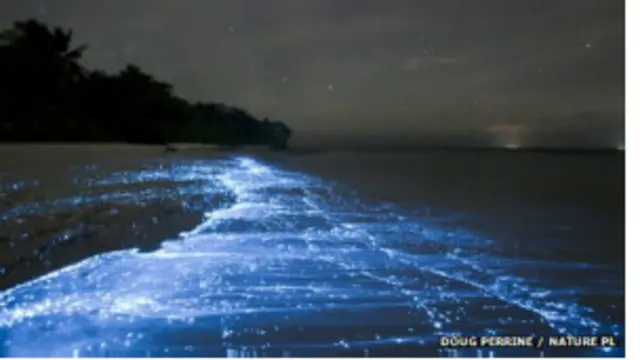 Mar bioluminiscente