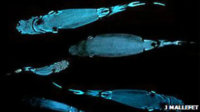 Tiburones que brillan