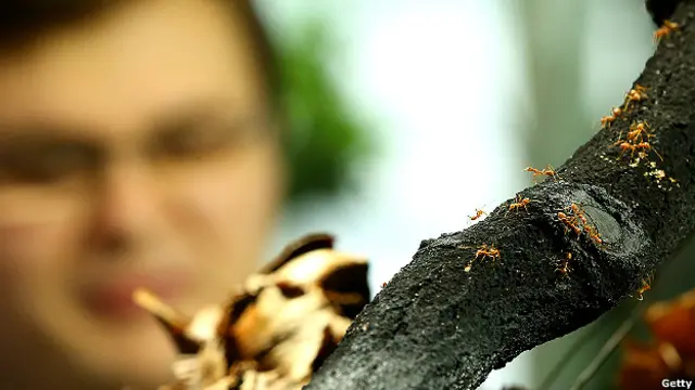 Hormigas coloradas observadas por un humano.
