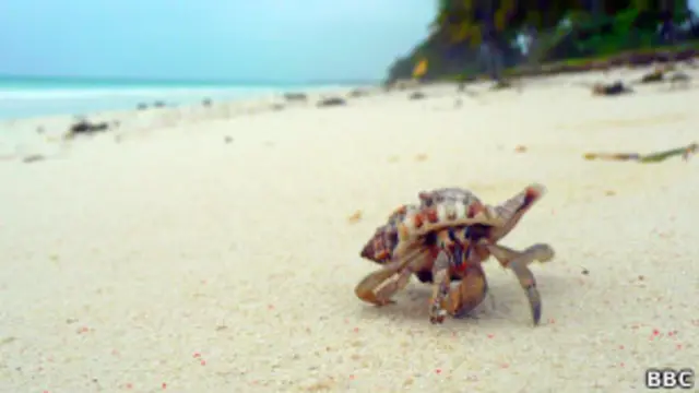 Рак-отшельник