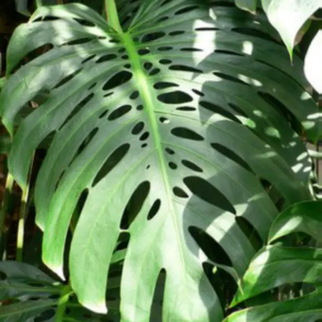 La planta estresada - BBC News Mundo