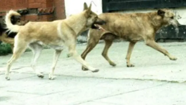 бродячие собаки