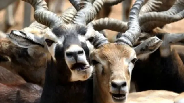 काले हिरण