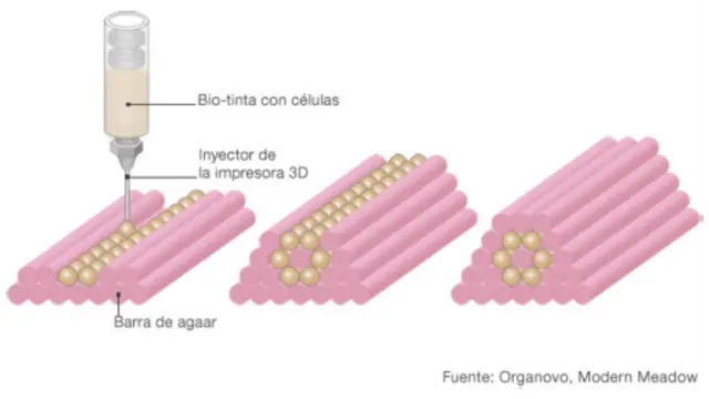 Modelo de la impresora de carne