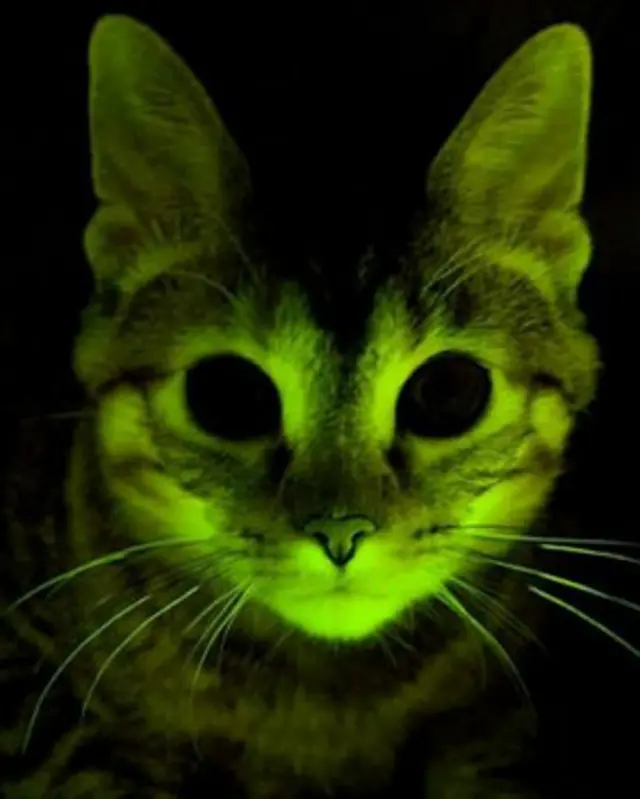 gato fluorescente