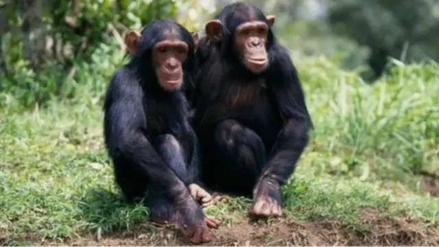 Chimpancés