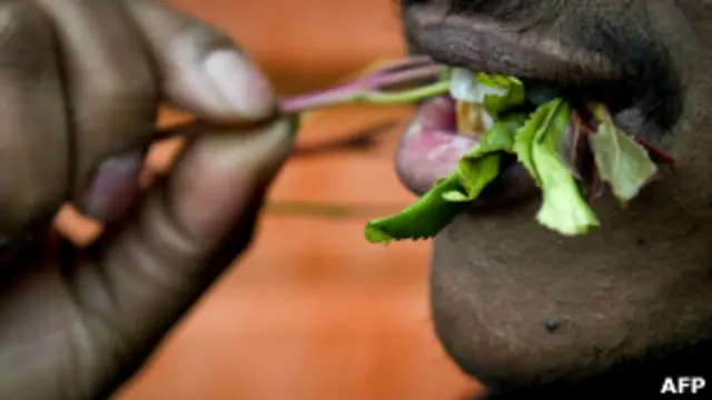 أنواع القات كثيرة ولكل نوع تأثير مختلف ويستهلك اليمنيون الأنواع المحلية وكذلك القات المستورد من الحبشة 