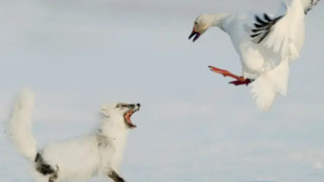 قطبی لومڑی کے جسم میں پارے کی بڑی مقدار پائی گئی