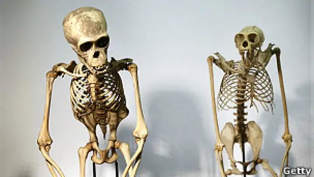 Esqueletos de un chimpancé y de un orangután.