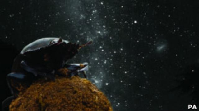 Навозный жук на фоне звездного неба
