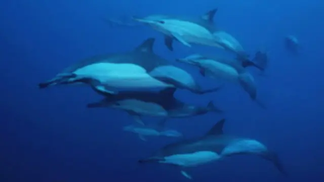 خو دا لومړی ځل دی چې د دغو حیواناتو د غږونو او یو بل ته د نومونو د اخیستو په اړه نوې څېړنه کېږي.