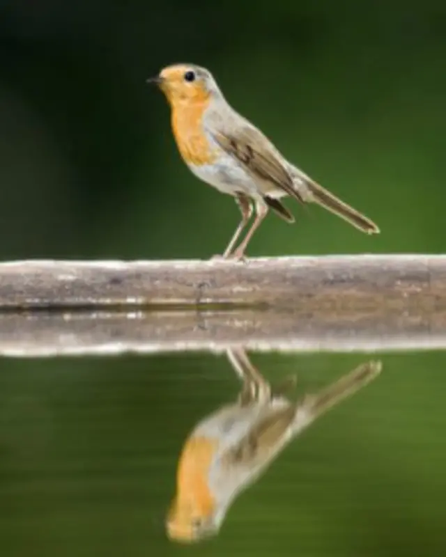 Ave reflejada en el agua